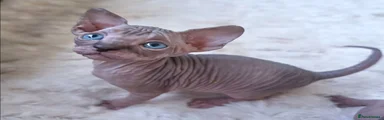 Sphynx 1