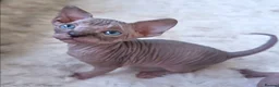 Sphynx cats for sale: Sphynx kittens for rehoming in Hull - Advert 4