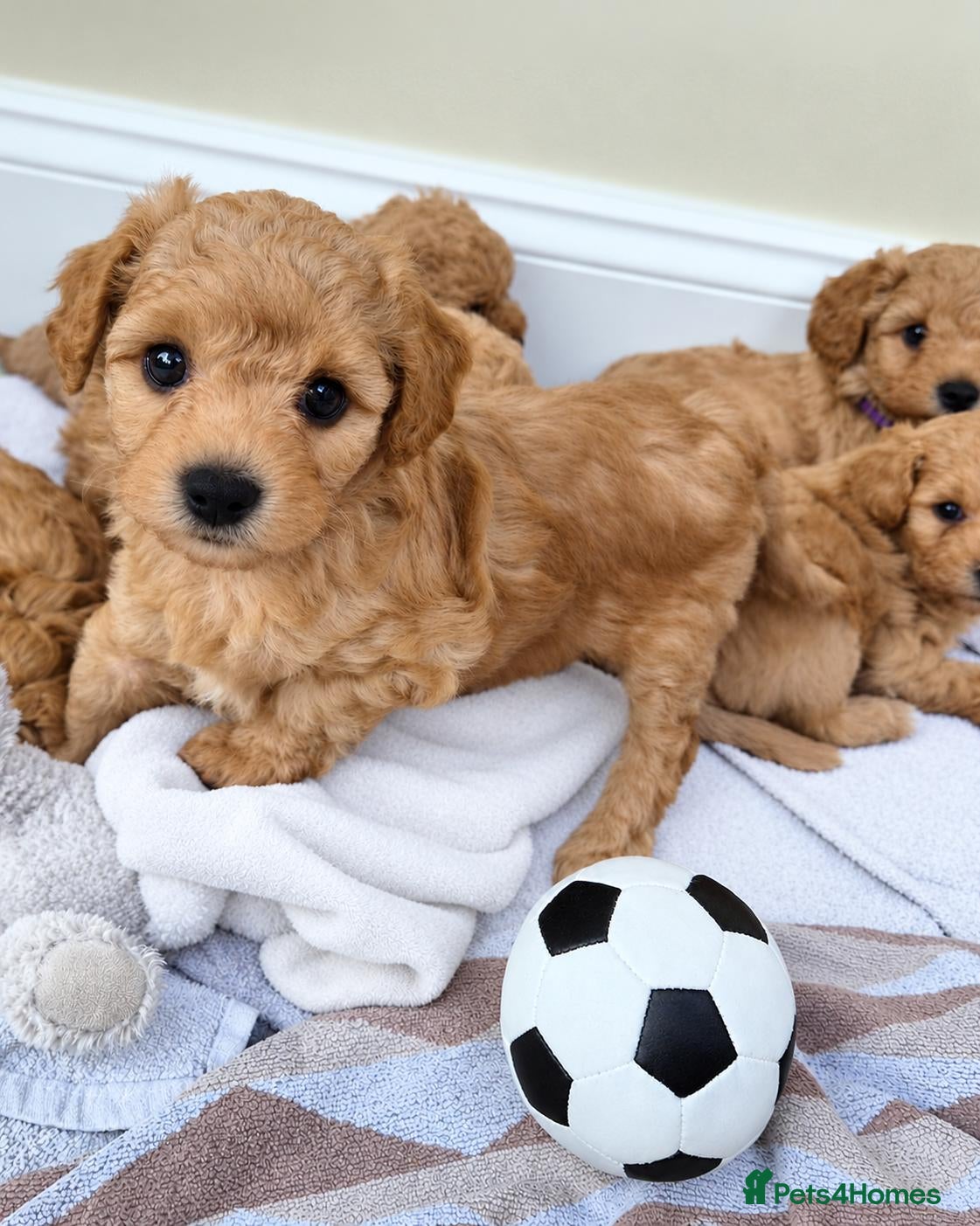 Mixed Breed dogs Vet Bred Poochons (Maltipoochons). Superb Litter! - Advert 1