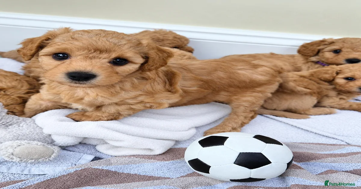 Mixed Breed Puppies for sale in Waltham Cross, Hertfordshire | Pets4Homes
