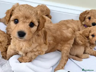 Mixed Breed dogs Vet Bred Poochons (Maltipoochons). Superb Litter! - Advert 1
