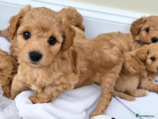 Mixed Breed dogs for sale: Vet Bred Poochons (Maltipoochons). Superb Litter! - Advert 6