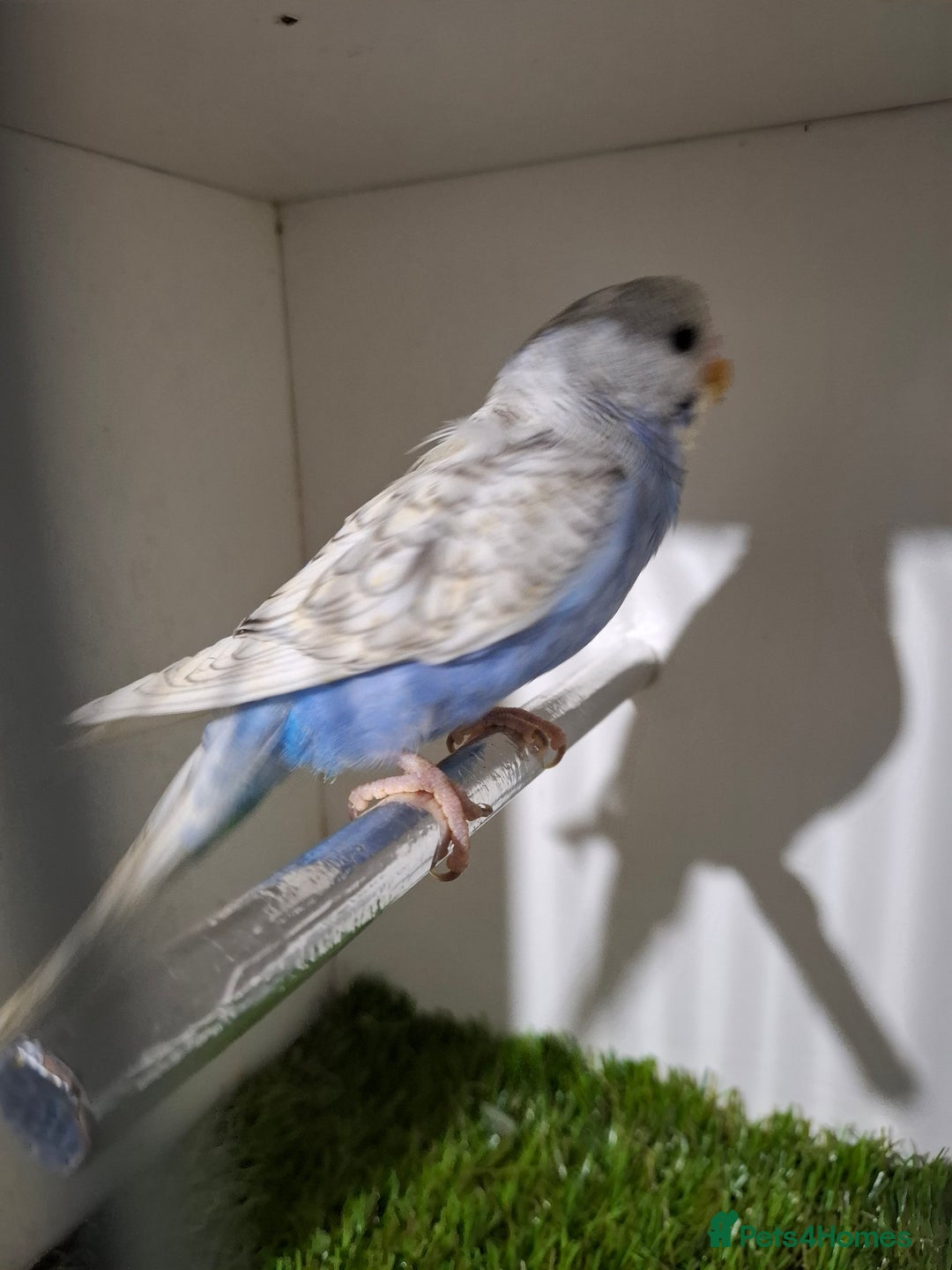 Budgerigars birds for sale: Budgies for sale  - Advert 11