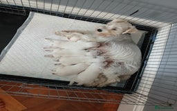 Miniature Schnauzer dogs for sale: Adorable white schnauzer puppies- ready soon! - Image 9