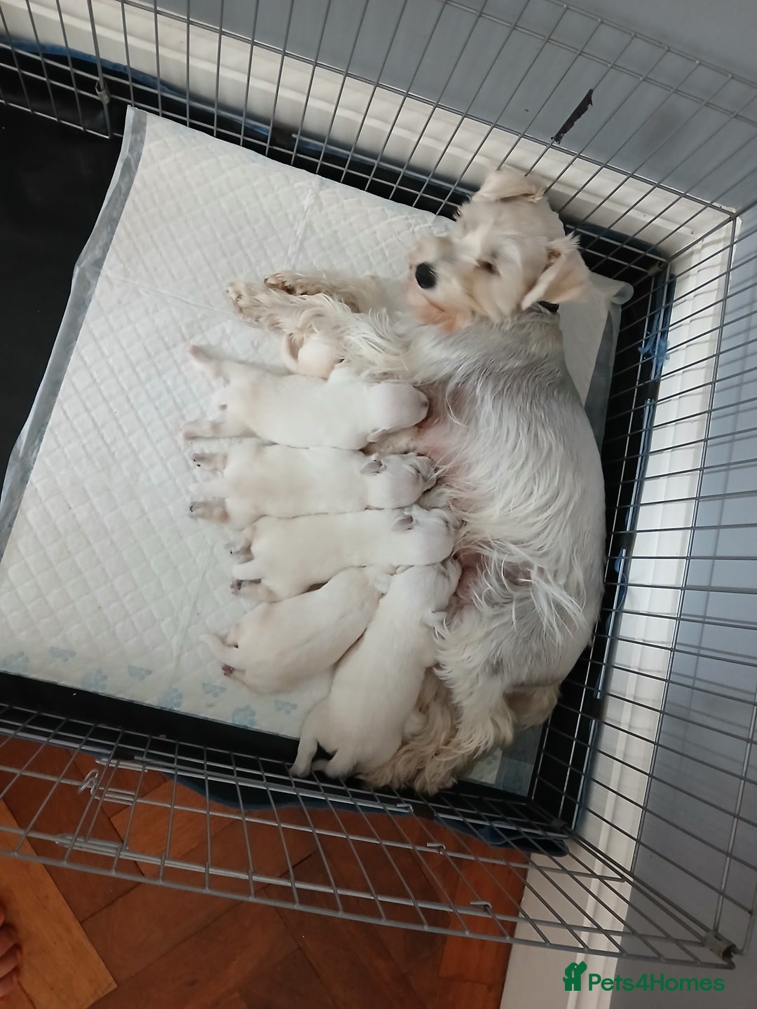 Miniature Schnauzer dogs for sale: Adorable white schnauzer puppies- ready soon! - Image 9