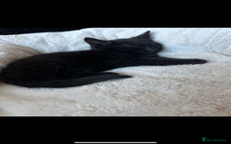 Domestic Shorthair cats for sale: Beautifull kittens  - Image 4
