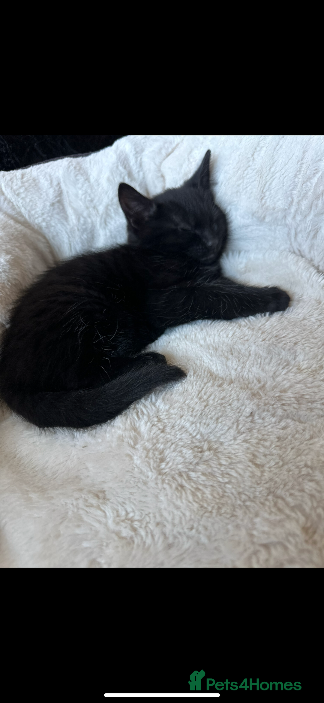Domestic Shorthair cats for sale: Beautifull kittens  - Image 4