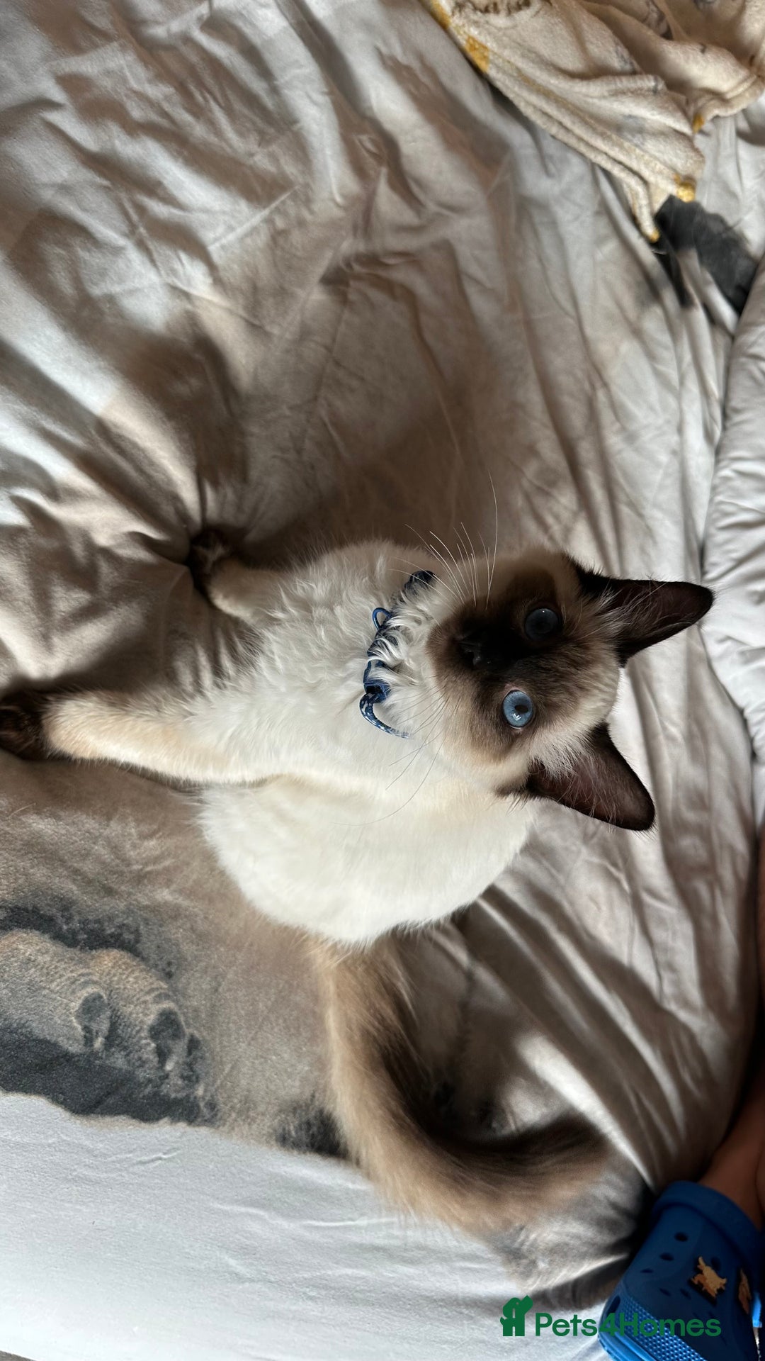 Ragdoll cats for sale: 6 Month Old Ragdoll Boy - Image 1