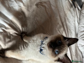 Ragdoll cats - Advert 1