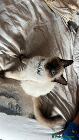 Ragdoll cats - Advert 13