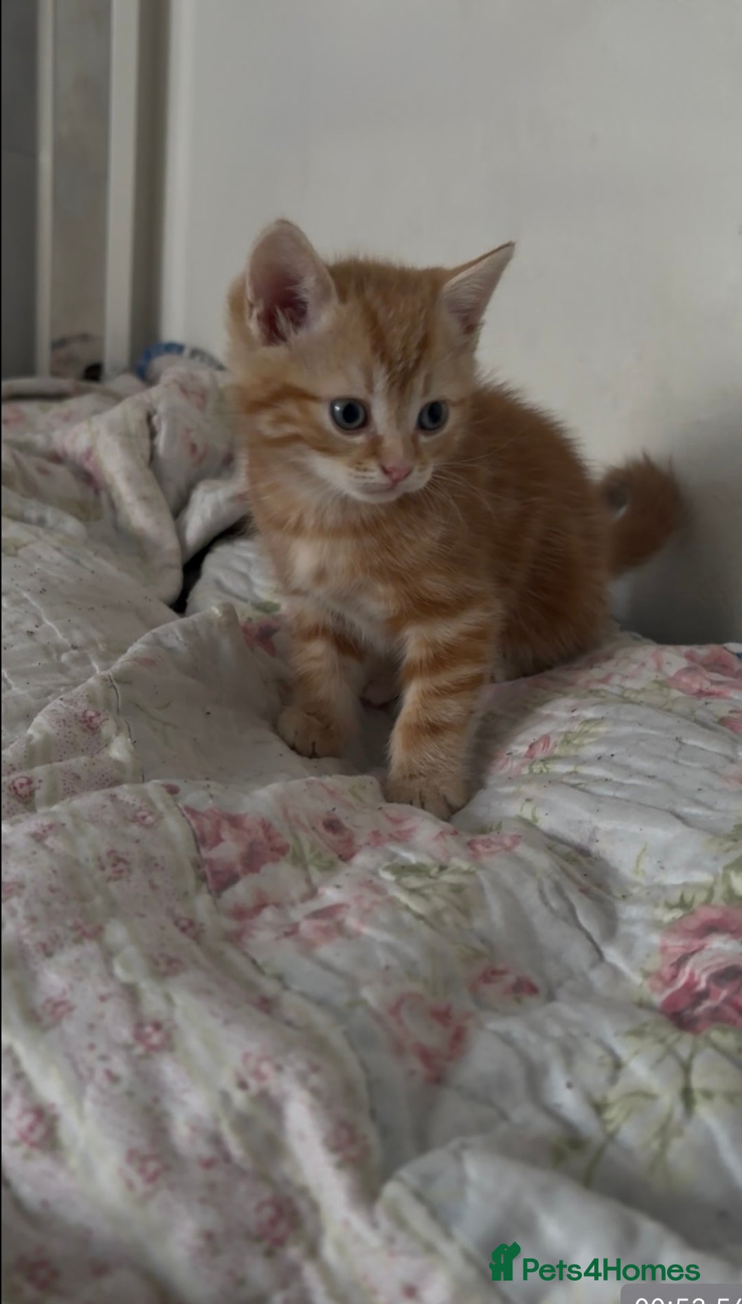 Mixed Breed cats for sale: Beautiful ginger and black and white kitten - Advert 9