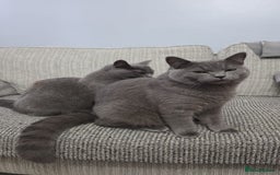 British Shorthair cats for sale: British short hair  - Advert 3