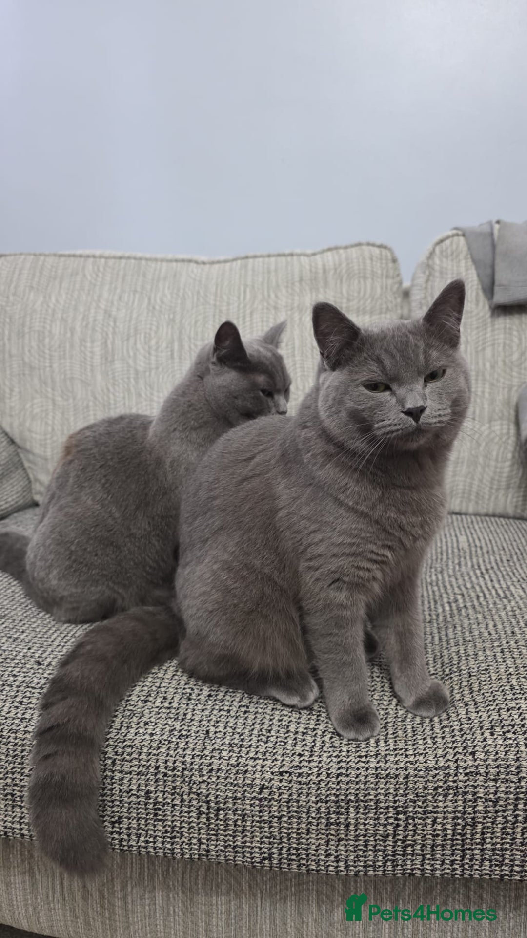 British Shorthair cats for sale: British short hair  - Advert 3