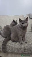 British Shorthair cats British short hair - Advert 1