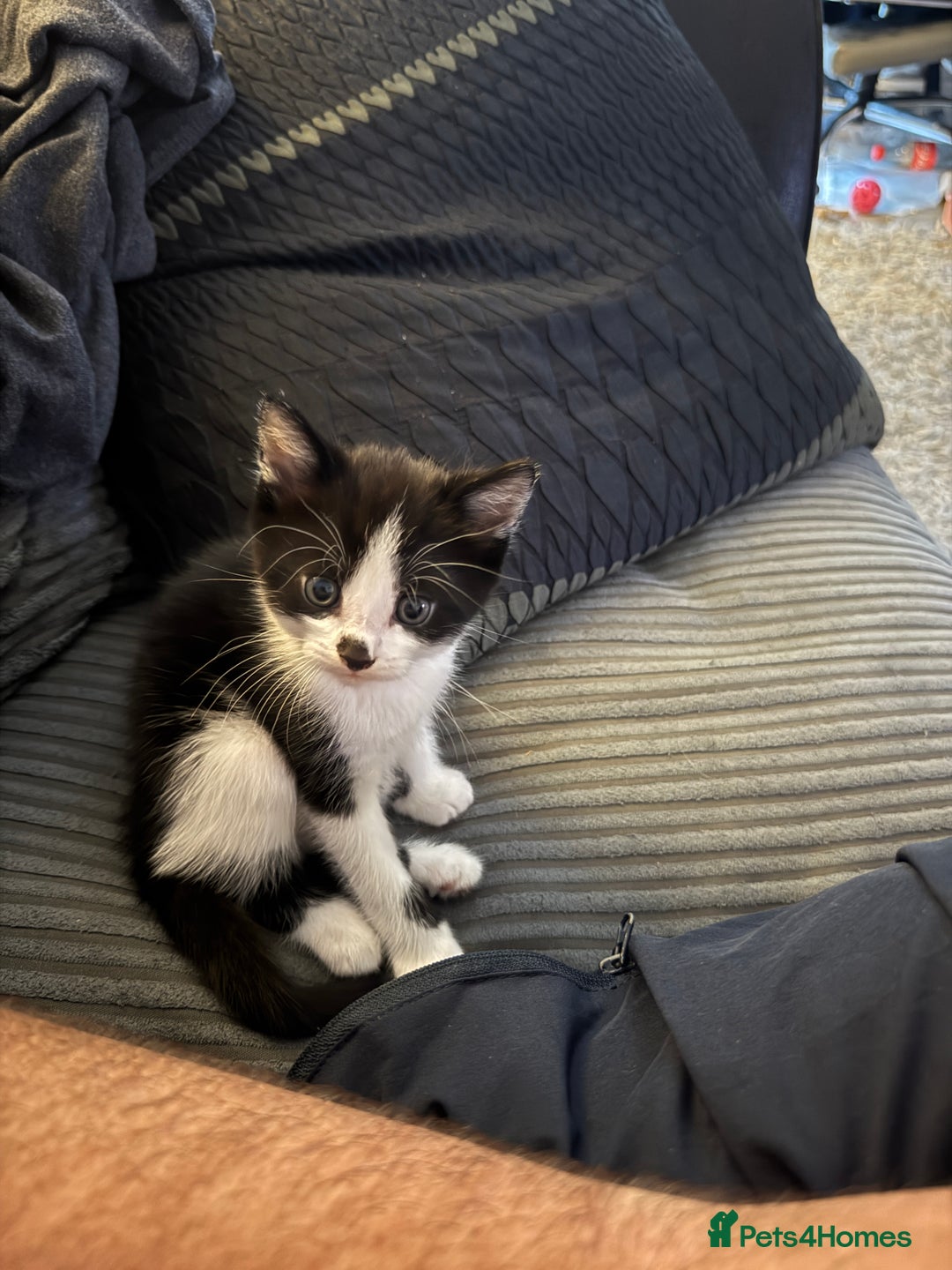 British Shorthair cats for sale: Kittens Ready to go  - Image 7