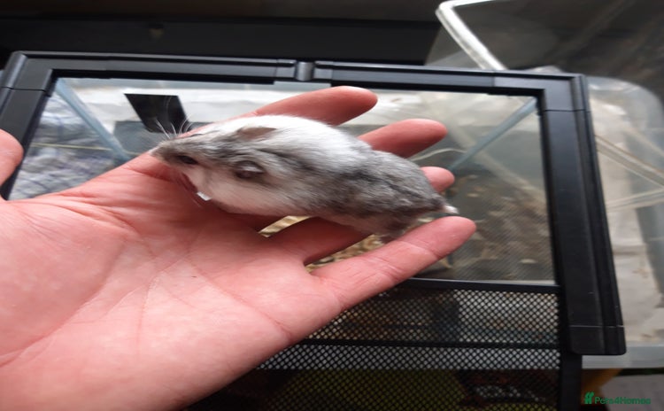 Hamster rodents in Manchester - Advert 18