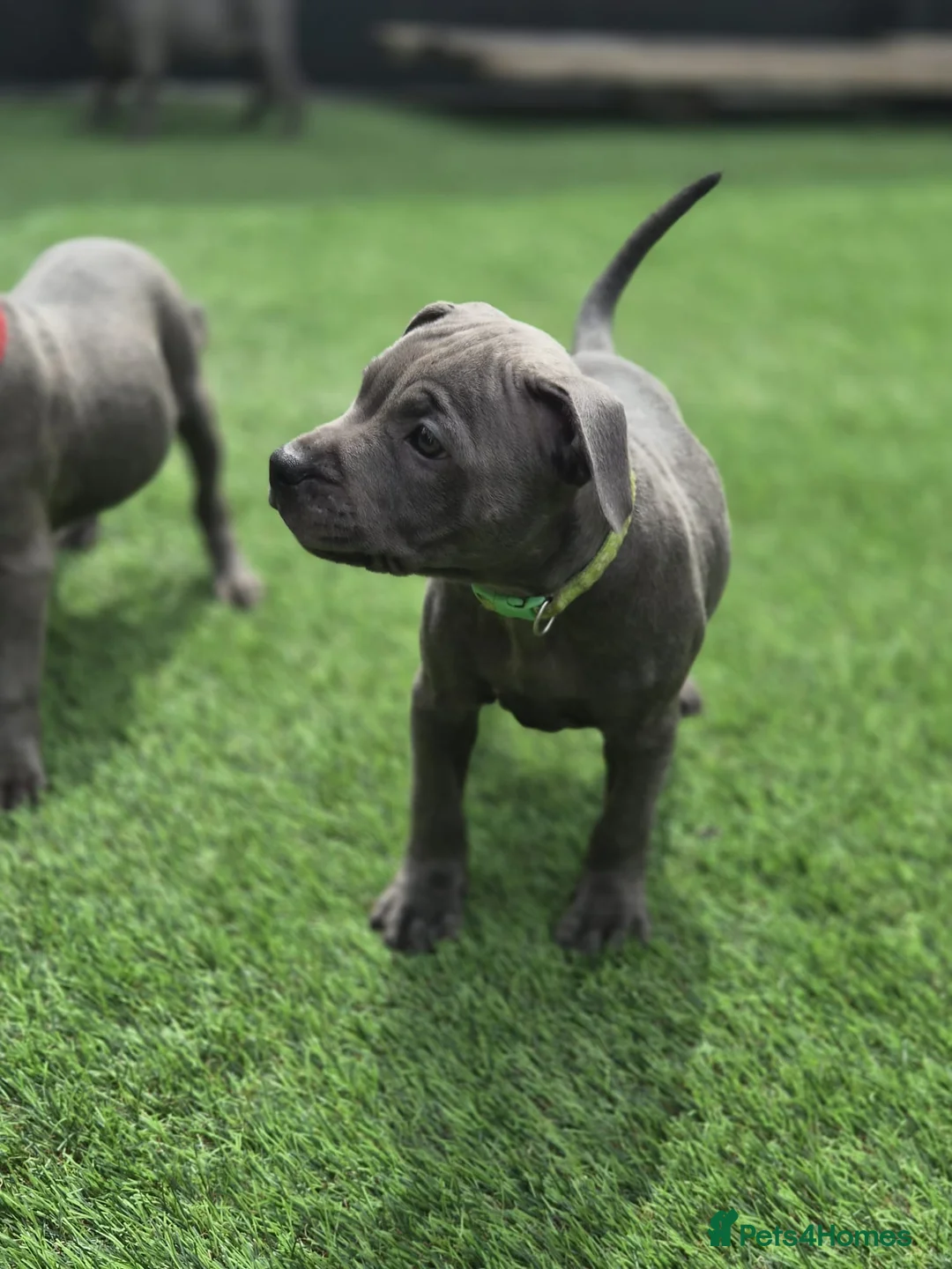 Staffordshire Bull Terrier dogs for sale: Ready to leave!!!!!!! in Rotherham - Advert 33