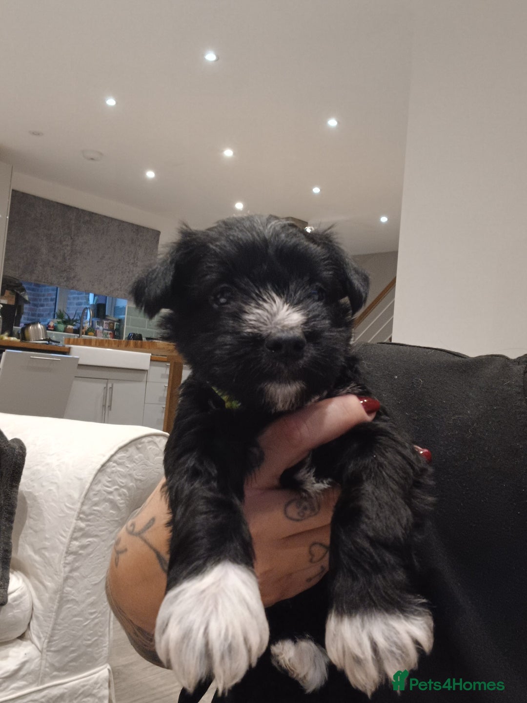 Miniature Schnauzer dogs for sale: Miniature Schnauzers  - Advert 12