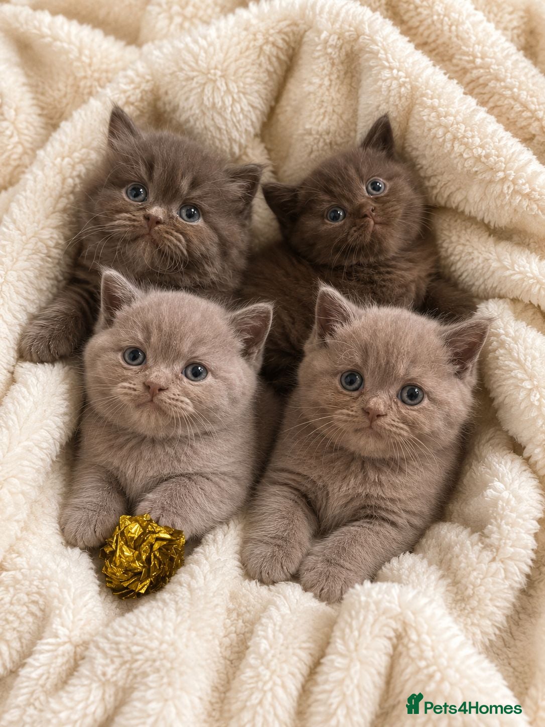 British Shorthair cats Chocolate and lilac BSH and longhaired kittens - Advert 2
