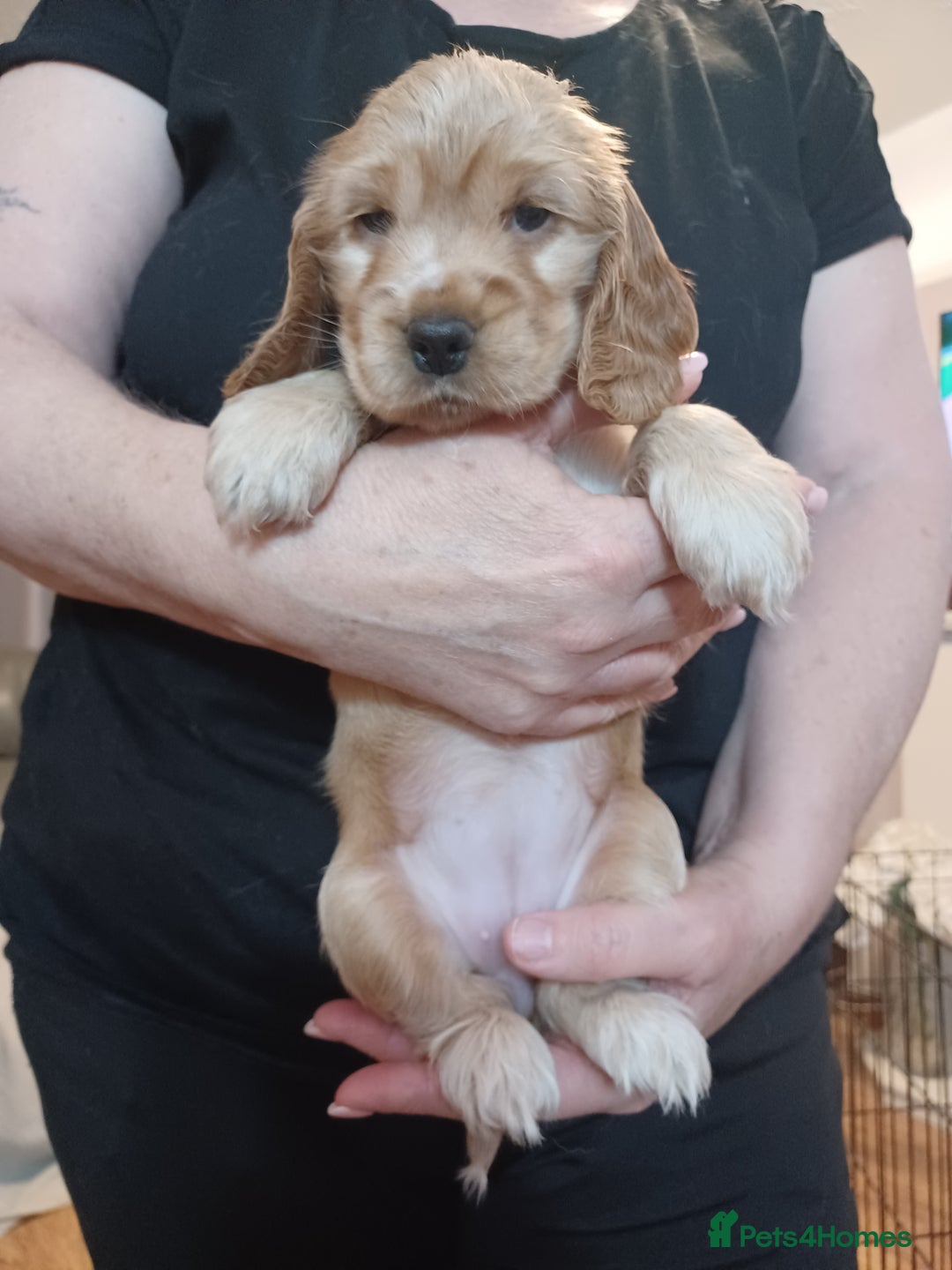 Cocker Spaniel dogs for sale: Golden KC Registered English Show Cocker Spaniels - Advert 14
