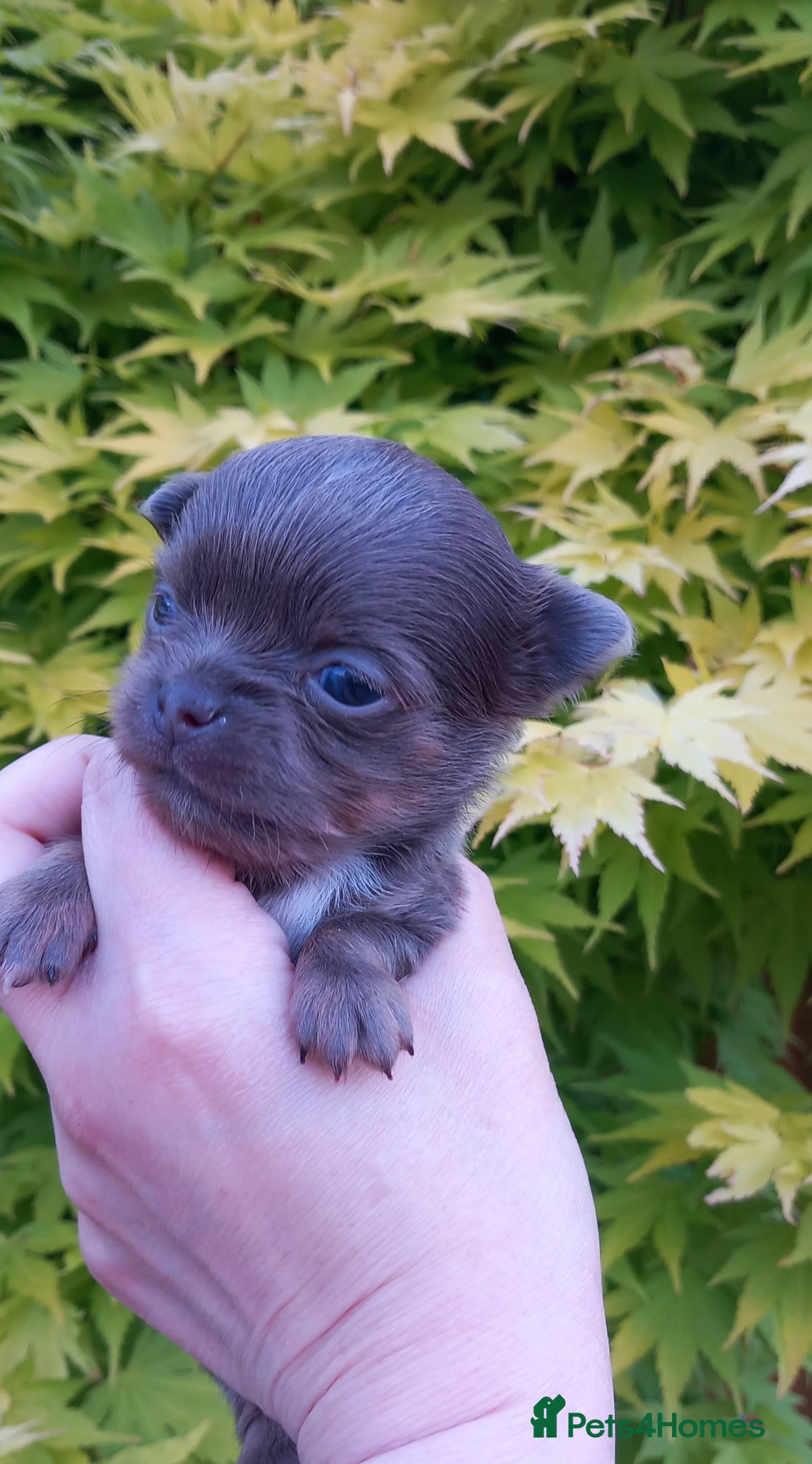 Chihuahua dogs ❤️‍🔥Dna tested parents❤️‍🔥1Boy SC 1girl LC  - Advert 12