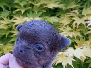 Chihuahua dogs ❤️🔥Dna tested parents❤️🔥1Boy SC 1girl LC - Advert 12
