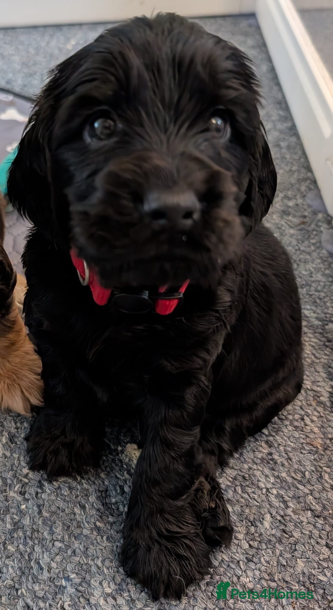 Cocker Spaniel dogs KC Health Tested Show Cocker Spaniel Pups - Advert 17