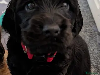 Cocker Spaniel dogs KC Health Tested Show Cocker Spaniel Pups - Advert 17