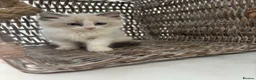 Ragdoll cats for sale: 🌟TICA🌟Champion Ragdoll🏆🏆🏆 - Advert 3