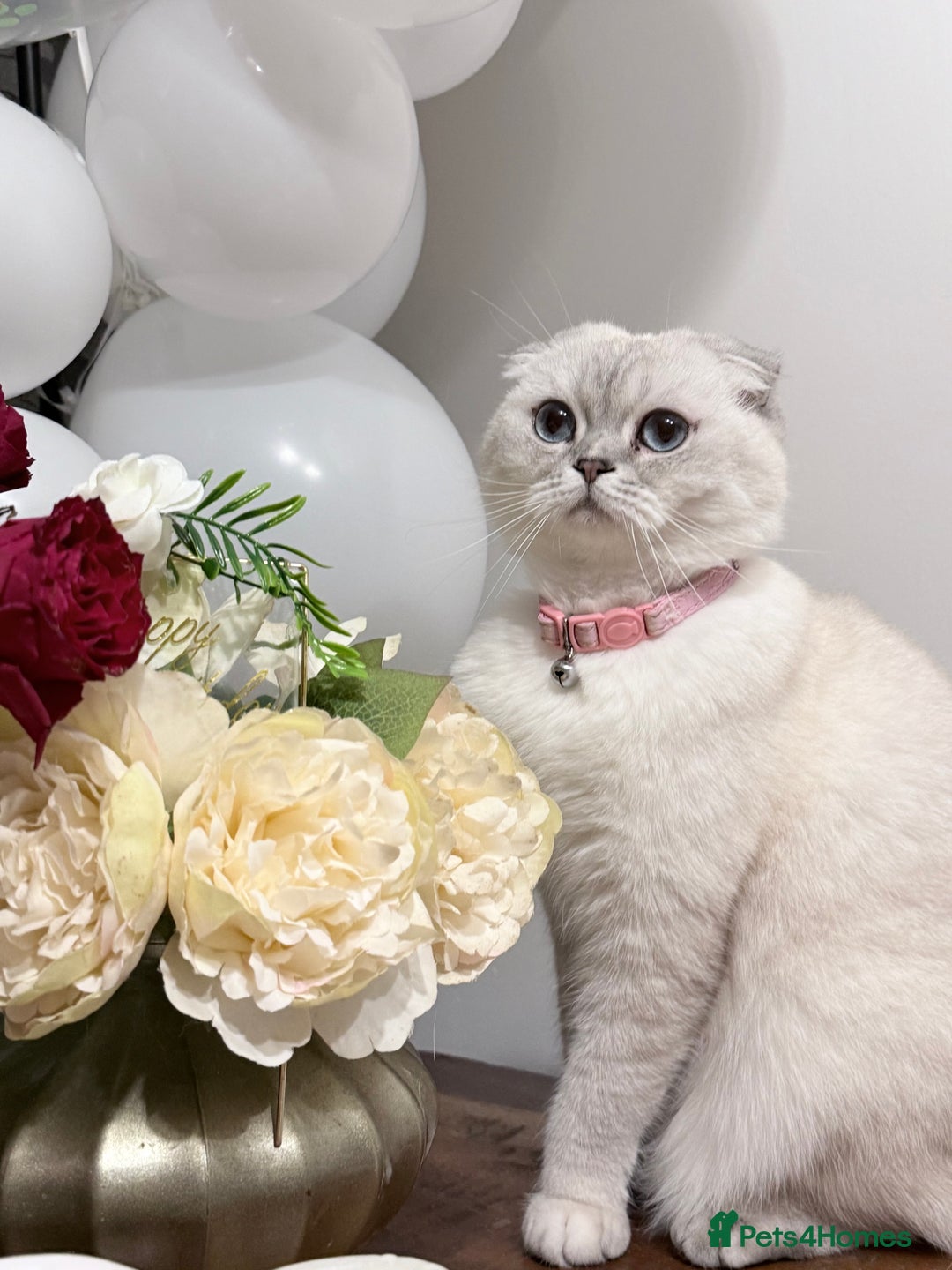 Scottish Fold cats for sale: Scottish fold - Advert 1