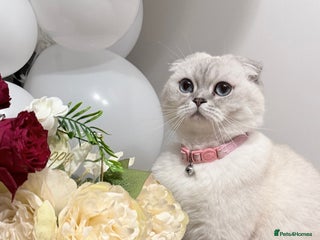 Scottish Fold cats Scottish fold - Advert 5