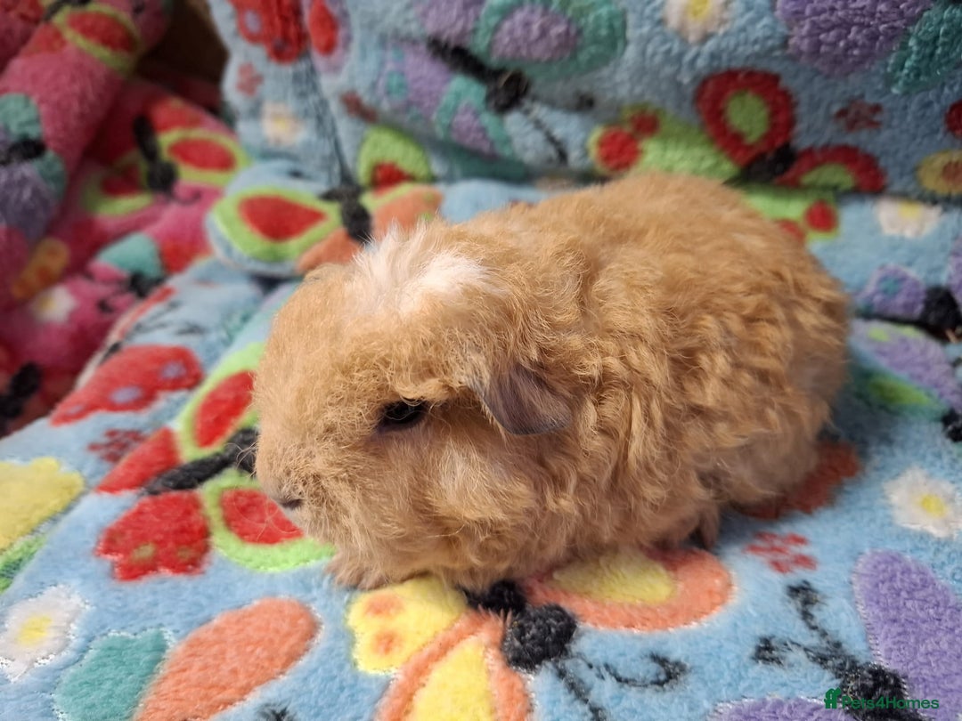 Guinea Pig rodents for sale: Baby Longhaired Brothers/Teddies Available RTR - Image 17