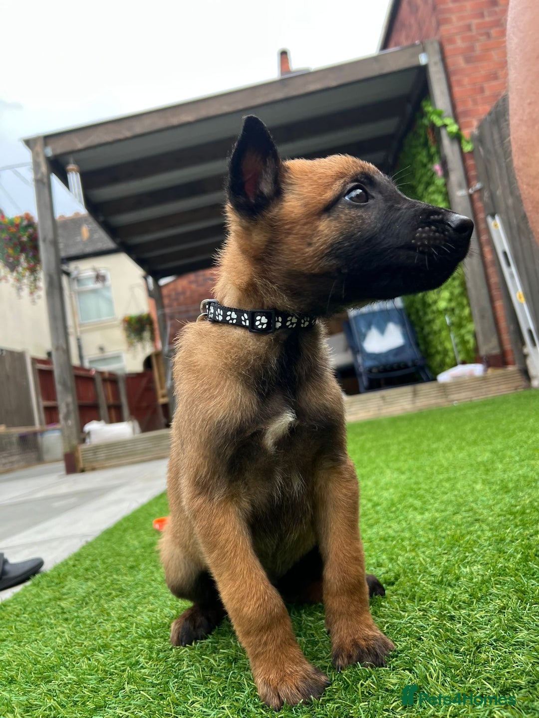 Belgian Shepherd Dog dogs for sale: Belgian malinois  - Image 4