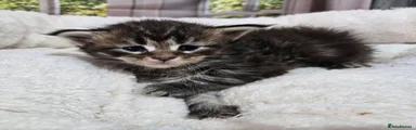 Maine Coon 4 Chomp 