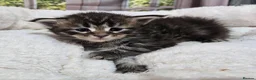 Maine Coon cats for sale: Stunning TICA Maine Coon kittens - Advert 10
