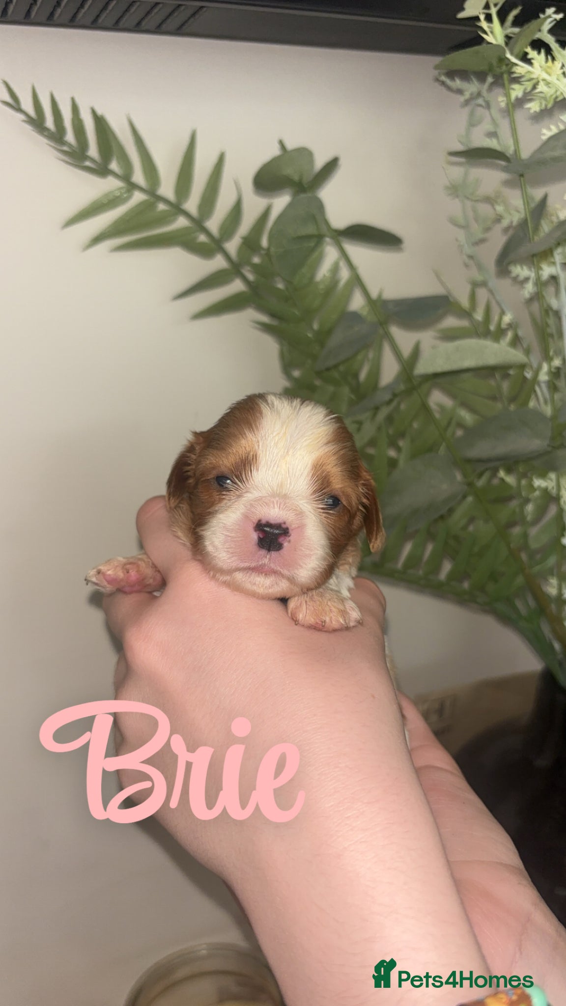 Cavalier King Charles Spaniel dogs Beautiful KC Registered Cavalier Puppies 🐶🧀 - Advert 1