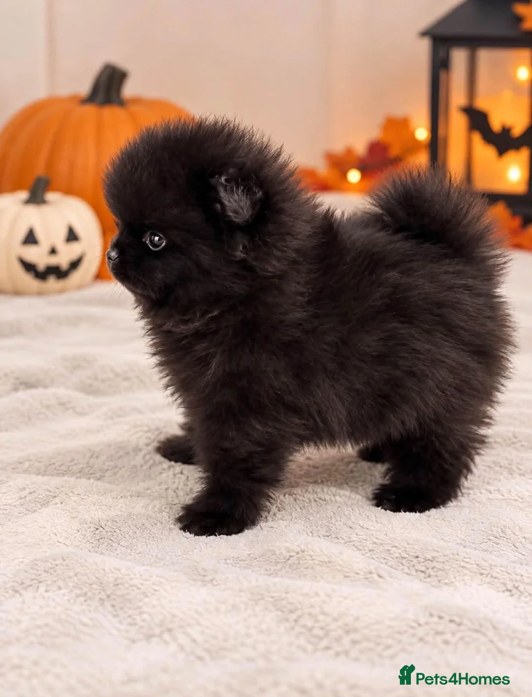 Pomeranian dogs for sale: Pomeranian puppies  in Glasgow - Advert 1