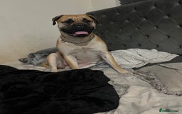 Mixed Breed dogs for sale: American Staff x Bullmastiff Pups  - Image 15