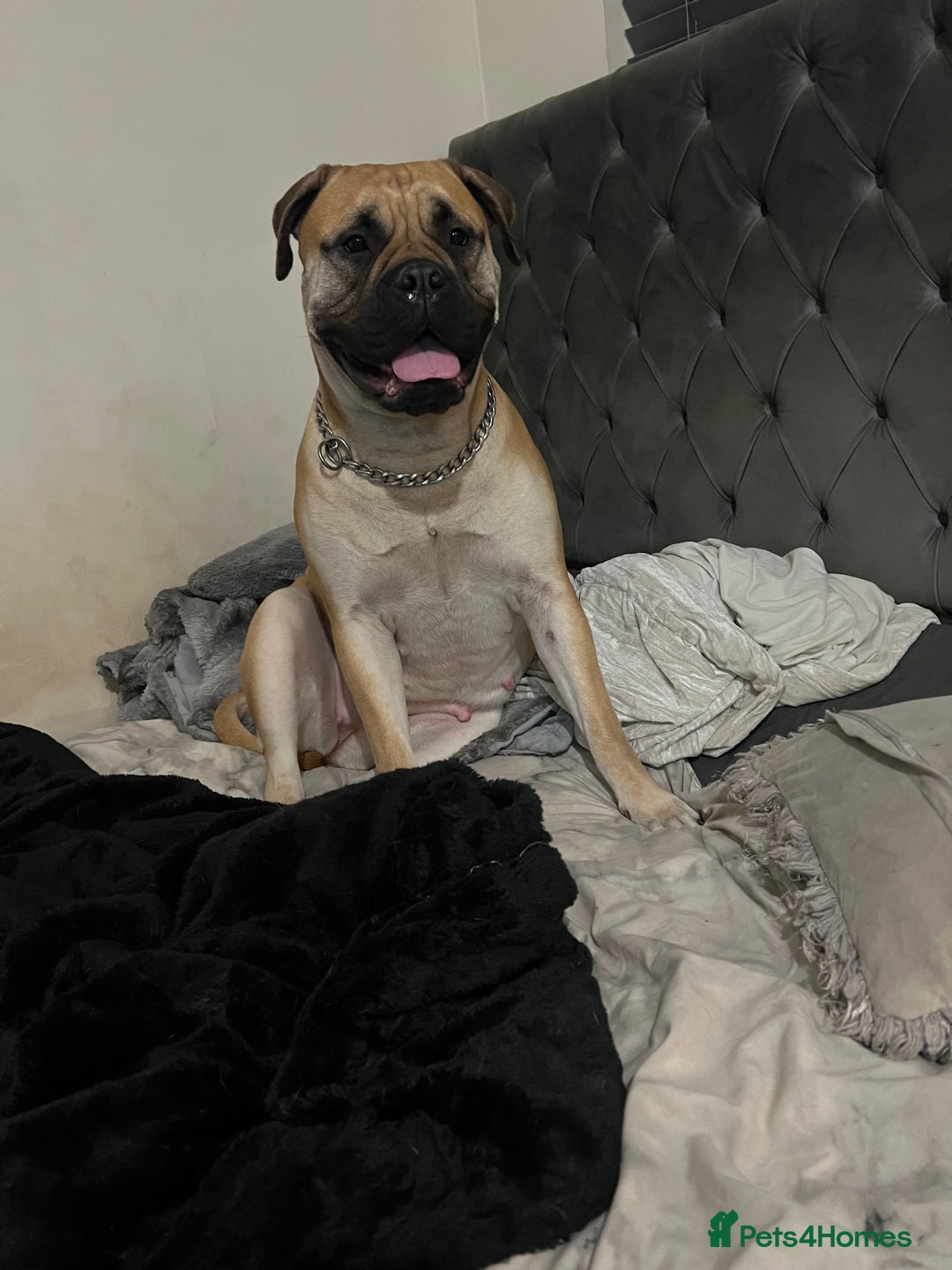 Mixed Breed dogs for sale: American Staff x Bullmastiff Pups  - Image 15