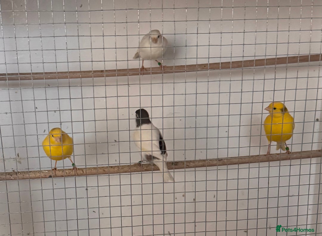 Canaries birds for sale: Fife canaries  - Advert 7