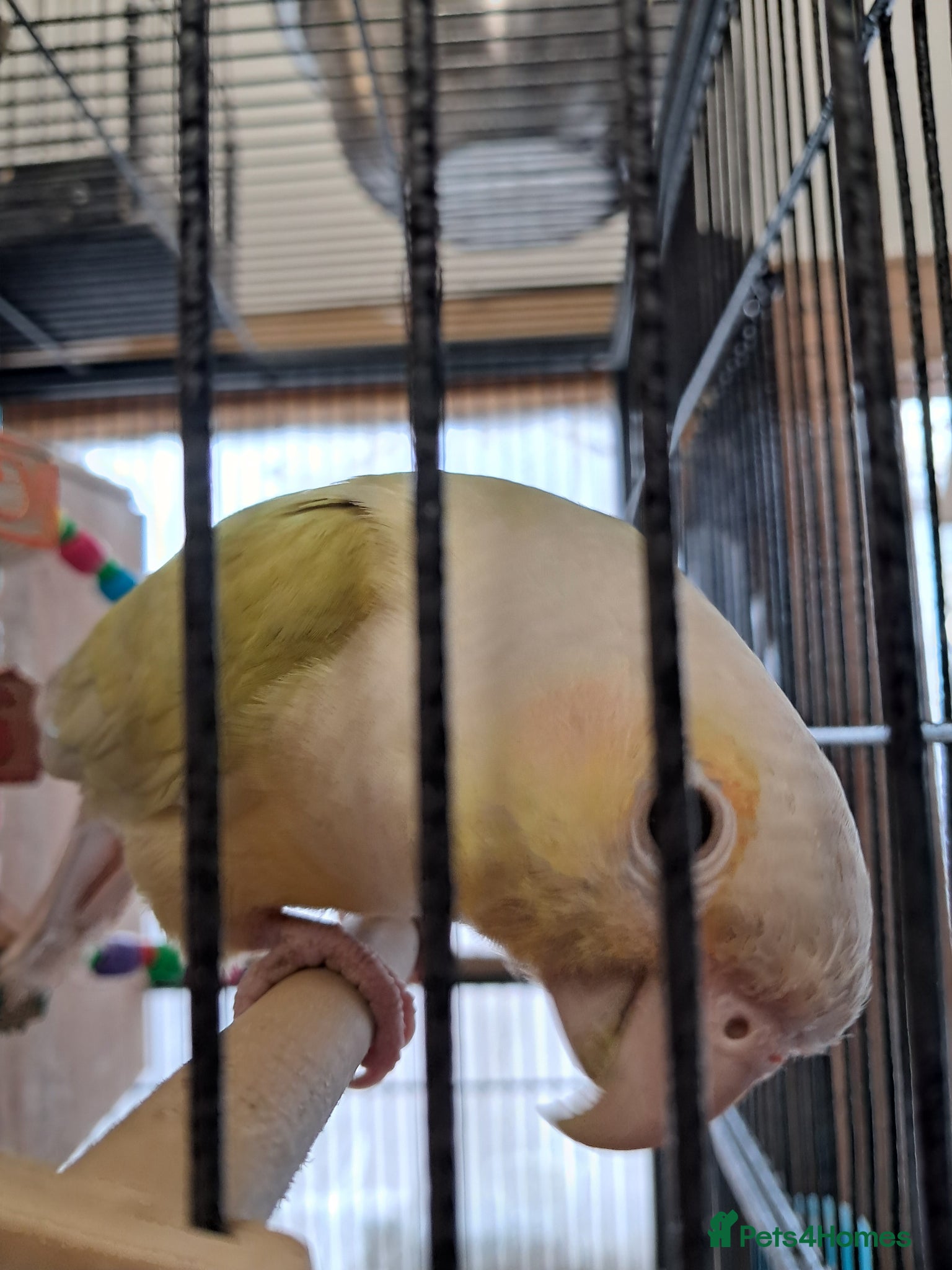 Conures birds Young Conures - Advert 2