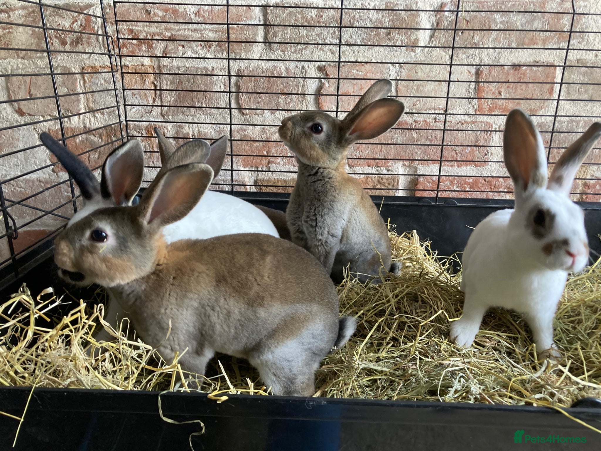 Rex rabbits Gorgeous Mini Rex Bucks (Ready Now) - Advert 2