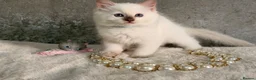 Ragdoll cats for sale: Stunning 🌟 Ragdoll Kittens 🌟  - Advert 9