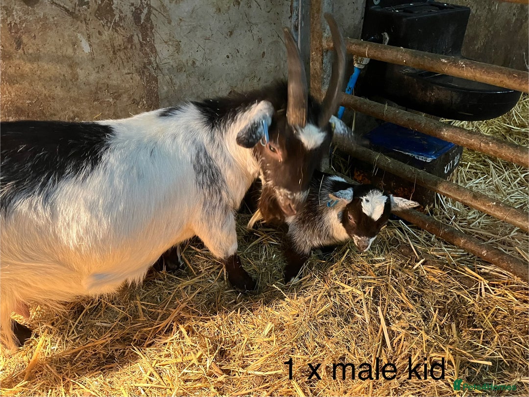 Goats livestock for sale: Pygmy goats with kids  - Advert 7