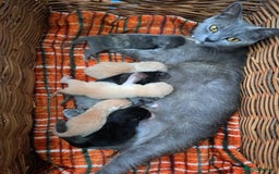 British Shorthair cats for sale: British Shorthair kittens girls - Image 11