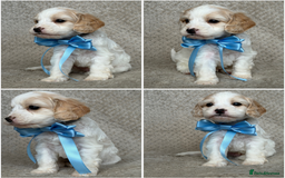 Mixed Breed dogs for sale: Cockapoo x Cavapoochon puppies 🐶 - Image 4