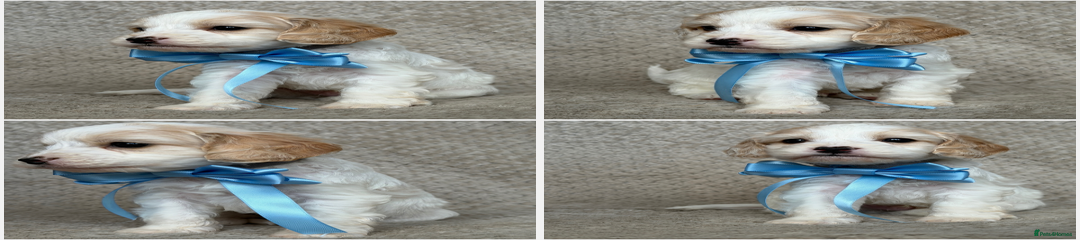 Cockerpoo x Cavapoochon Puppy - Male