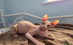 Sphynx cats for sale: 🩵 Sphynx Kitten – Male - Image 5