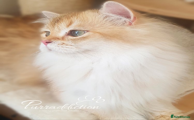 British Longhair cats - Advert 6