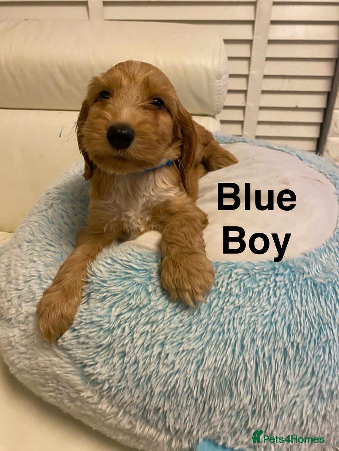 Labradoodle dogs for sale:  Australian Labradoodles Show Cocker Spaniel - Image 7